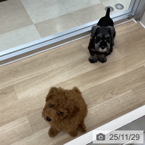 ミニチュア・シュナウザーの写真