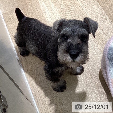 ミニチュア・シュナウザーの写真