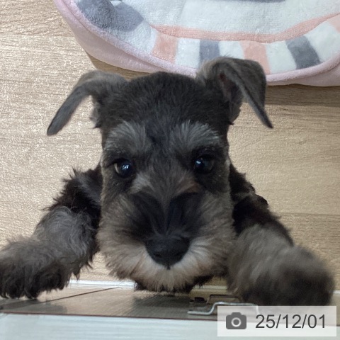 ミニチュア・シュナウザーの写真