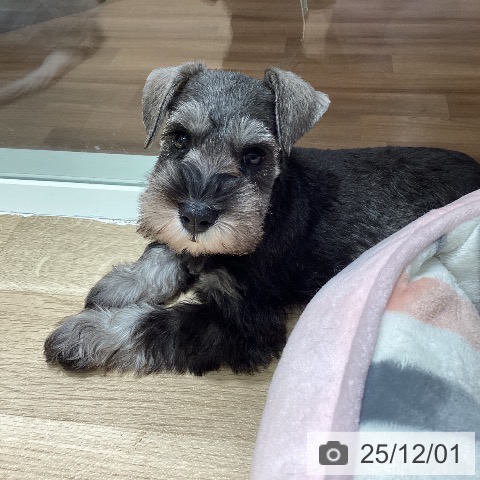 ミニチュア・シュナウザーの写真