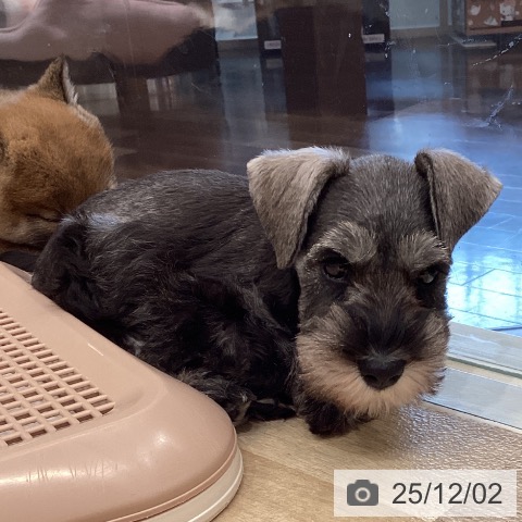 ミニチュア・シュナウザーの写真