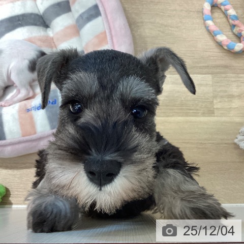 ミニチュア・シュナウザーの写真