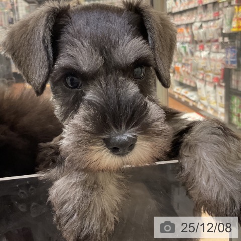 神奈川県のミニチュアシュナウザー (ペットプラス 湘南平塚店/2025年9月23日生まれ/女の子/ソルトペッパー)の子犬の4枚目の画像