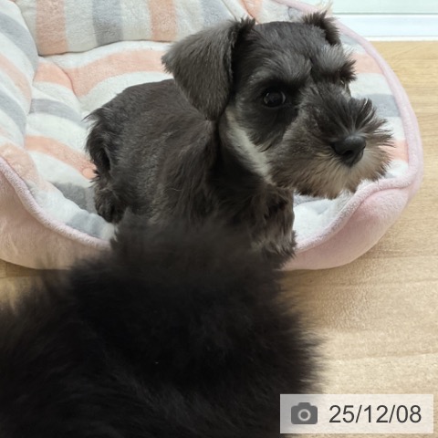 神奈川県のミニチュアシュナウザー (ペットプラス 湘南平塚店/2025年9月23日生まれ/女の子/ソルトペッパー)の子犬の3枚目の画像