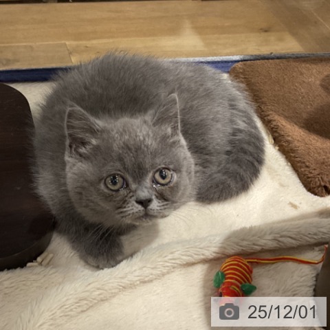 ミヌエットの写真