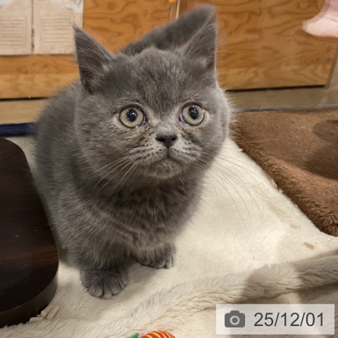 ミヌエットの写真