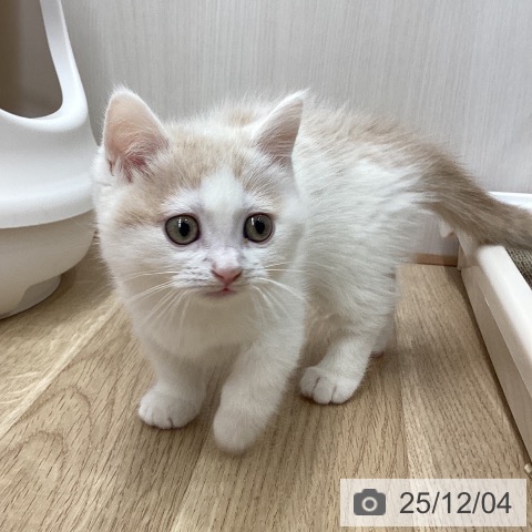 宮城県のミヌエット (ペットプラス 名取店/2025年9月26日生まれ/男の子/クリームホワイト)の子猫の3枚目の画像