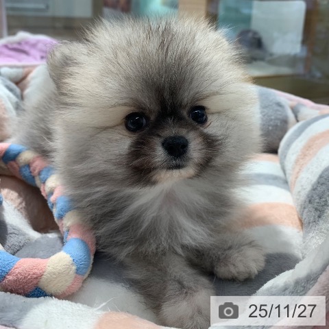 ポメラニアンの写真