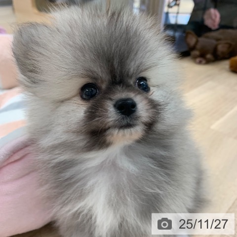 ポメラニアンの写真