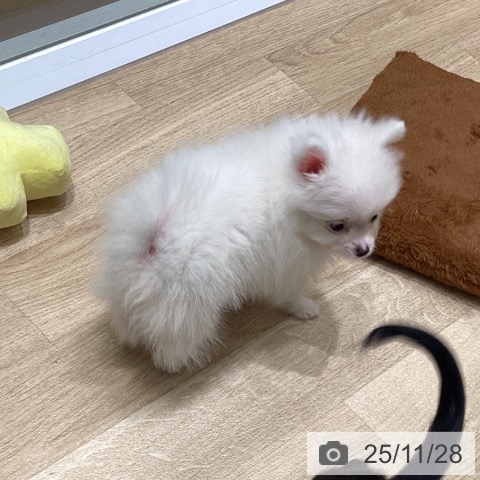 ポメラニアンの写真