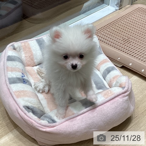 ポメラニアンの写真