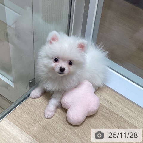 ポメラニアンの写真