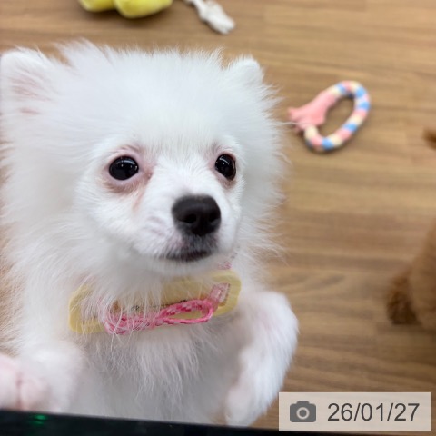 東京都のポメラニアン (ペッツワン 青梅インター店/2025年9月26日生まれ/女の子/ホワイト)の子犬の4枚目の画像