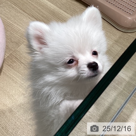 東京都のポメラニアン (ペットプラス 立川高島屋S.C.店/2025年9月26日生まれ/女の子/ホワイト)の子犬の3枚目の画像