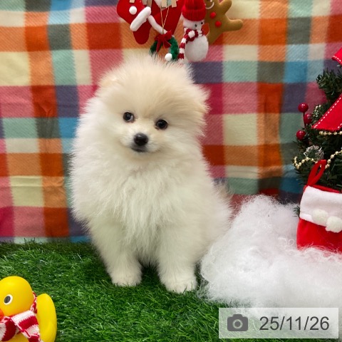 千葉県のポメラニアン (ペットプラス コトエ流山おおたかの森店/2025年9月27日生まれ/男の子/クリーム)の子犬の4枚目の画像