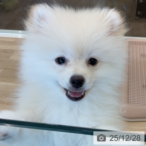 千葉県のポメラニアン (ペットプラス コトエ流山おおたかの森店/2025年9月27日生まれ/男の子/クリーム)の子犬の4枚目の画像