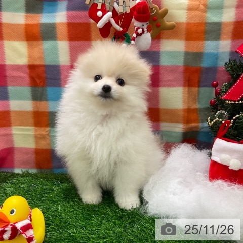 千葉県のポメラニアン (ペットプラス コトエ流山おおたかの森店/2025年9月27日生まれ/男の子/クリーム)の子犬の3枚目の画像