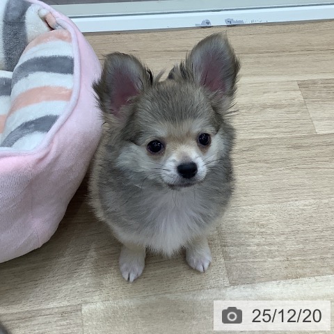 東京都のチワワ(ロング) (ペットプラス 日の出店/2025年9月26日生まれ/男の子/フォーンホワイト)の子犬の4枚目の画像