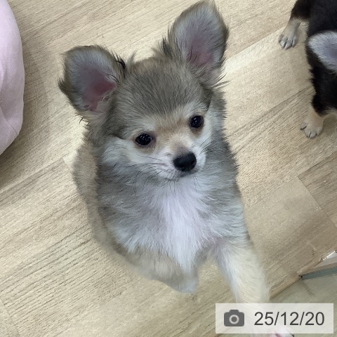 東京都のチワワ(ロング) (ペットプラス 日の出店/2025年9月26日生まれ/男の子/フォーンホワイト)の子犬の3枚目の画像