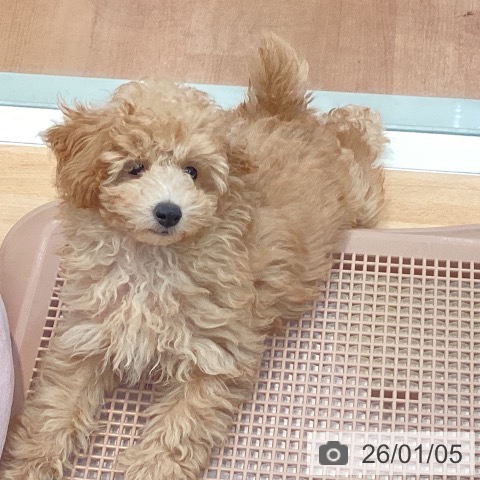 神奈川県のトイプードル(トイ) (ペットプラス 海老名店/2025年9月27日生まれ/男の子/クリーム)の子犬の3枚目の画像