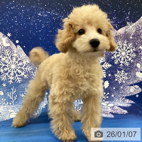 神奈川県のトイプードル(トイ) (ペッツワン 横須賀久里浜店/2025年9月27日生まれ/男の子/クリーム)の子犬の3枚目の画像