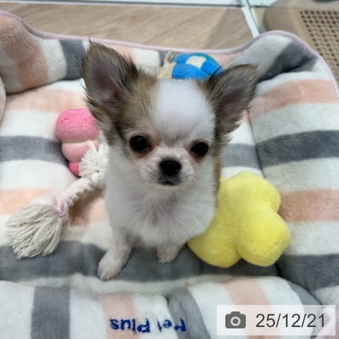 東京都のチワワ(ロング) (ペットプラス 多摩平の森店/2025年9月19日生まれ/男の子/ホワイトフォーン)の子犬の3枚目の画像