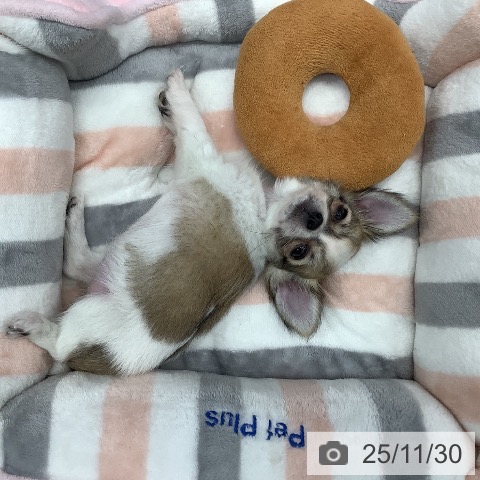 神奈川県のチワワ(ロング) (ペットプラス 武蔵小杉店/2025年9月19日生まれ/女の子/ホワイトフォーン)の子犬の3枚目の画像