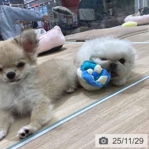 宮城県のペキニーズ (ペットプラス 名取店/2025年9月27日生まれ/男の子/ホワイト)の子犬の4枚目の画像