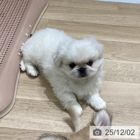 宮城県のペキニーズ (ペットプラス 名取店/2025年9月27日生まれ/男の子/ホワイト)の子犬の3枚目の画像