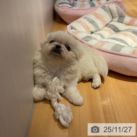 ペキニーズの写真