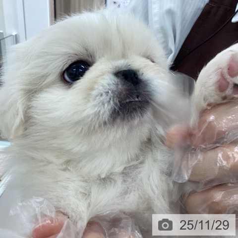 宮城県のペキニーズ (ペットプラス 仙台上杉店/2025年9月27日生まれ/女の子/ホワイト)の子犬の4枚目の画像
