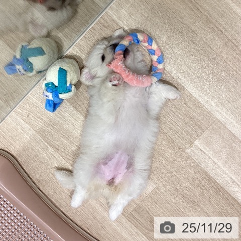 宮城県のペキニーズ (ペットプラス 仙台上杉店/2025年9月27日生まれ/女の子/ホワイト)の子犬の3枚目の画像