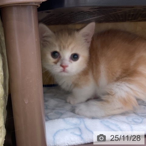 マンチカンの写真