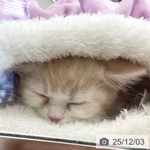 埼玉県のマンチカン (ペットプラス 浦和美園店/2025年9月26日生まれ/男の子/レッドタビーホワイト)の子猫の4枚目の画像