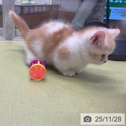 埼玉県のマンチカン (ペットプラス 浦和美園店/2025年9月26日生まれ/男の子/レッドタビーホワイト)の子猫の4枚目の画像