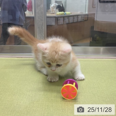 埼玉県のマンチカン (ペットプラス 浦和美園店/2025年9月26日生まれ/男の子/レッドタビーホワイト)の子猫の3枚目の画像