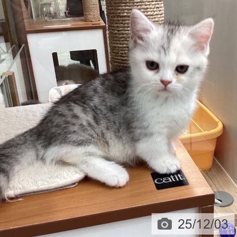 埼玉県のマンチカン (ペットプラス ららぽーと富士見店/2025年9月26日生まれ/女の子/シルバーパッチドタビーホワイト)の子猫の4枚目の画像