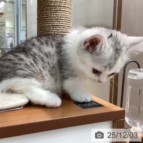 埼玉県のマンチカン (ペットプラス ららぽーと富士見店/2025年9月26日生まれ/女の子/シルバーパッチドタビーホワイト)の子猫の3枚目の画像