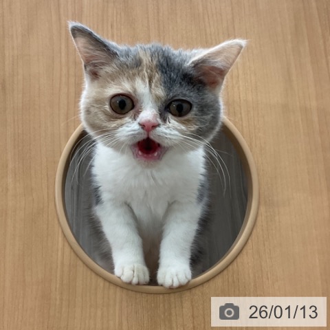 長野県のブリティッシュショートヘアー (ペットプラス 上田店/2025年9月19日生まれ/女の子/ダイリュートキャリコ)の子猫の4枚目の画像