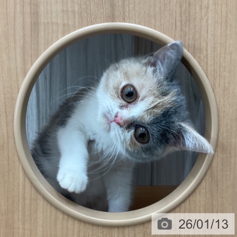 長野県のブリティッシュショートヘアー (ペットプラス 上田店/2025年9月19日生まれ/女の子/ダイリュートキャリコ)の子猫の3枚目の画像