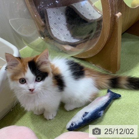 マンチカンの写真