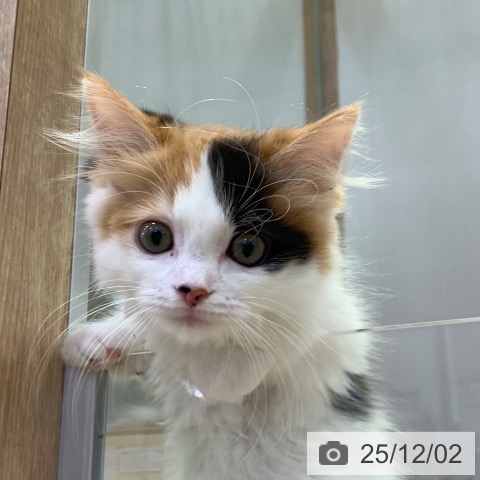 マンチカンの写真