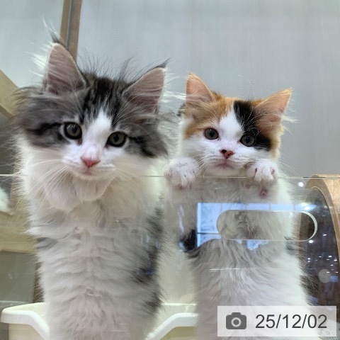 マンチカンの写真