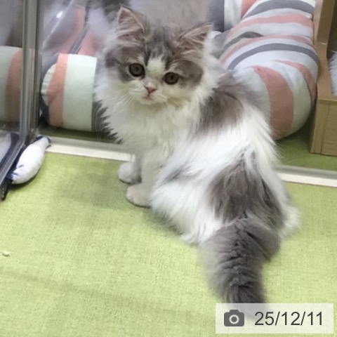 千葉県のスコティッシュフォールド (ペットプラス 幕張新都心店/2025年9月24日生まれ/女の子/ブルータビーホワイト)の子猫の4枚目の画像