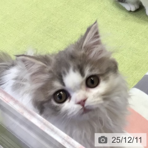 千葉県のスコティッシュフォールド (ペットプラス 幕張新都心店/2025年9月24日生まれ/女の子/ブルータビーホワイト)の子猫の3枚目の画像