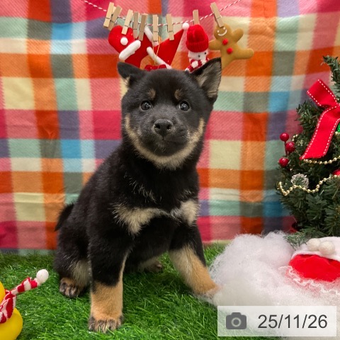 千葉県の柴犬(標準サイズ) (ペットプラス コトエ流山おおたかの森店/2025年9月27日生まれ/男の子/黒)の子犬の3枚目の画像