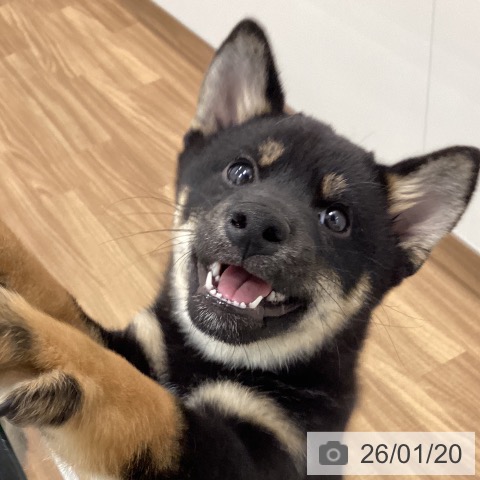 茨城県の柴犬(標準サイズ) (ペッツワン つくば店/2025年9月27日生まれ/男の子/黒)の子犬の3枚目の画像