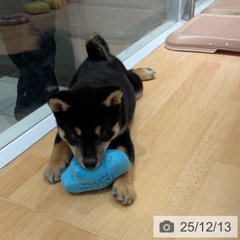 埼玉県の柴犬(標準サイズ) (ペットプラス 与野店/2025年9月27日生まれ/男の子/黒)の子犬の4枚目の画像