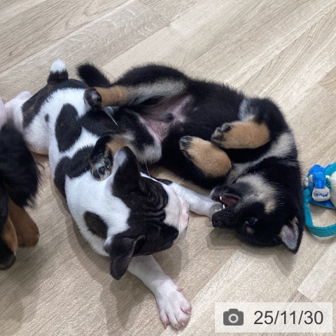 宮城県の柴犬(標準サイズ) (ペットプラス 仙台泉大沢店/2025年9月27日生まれ/男の子/黒)の子犬の4枚目の画像