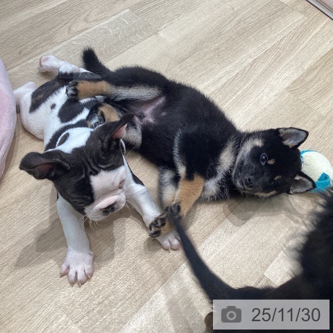 宮城県の柴犬(標準サイズ) (ペットプラス 仙台泉大沢店/2025年9月27日生まれ/男の子/黒)の子犬の3枚目の画像